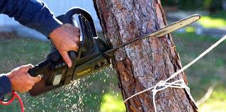 Professional Tree Removal and Landscaping Services in Gasport, NY